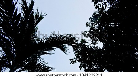 Palm tree and mango tree and blue sky after rain in evening