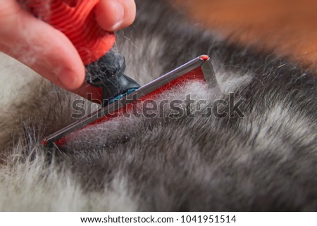 Grooming Undercoat Dogs. Comb Out dog wool brush, close-up. Concept hygiene and care for dogs. Problem Spring molt pet.  Royalty-Free Stock Photo #1041951514