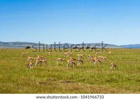 A group of Grant's Gazelles with elephants in background