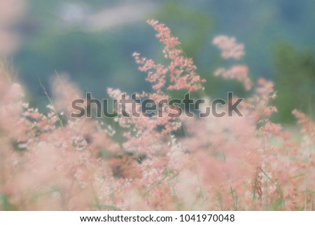 Grass wild flowers in summer on a nature sofe blur background, intend to make it blur to be as a blackground. Close up of wildflowers and plants in sunny field. Flowers grass at relax morning time.
