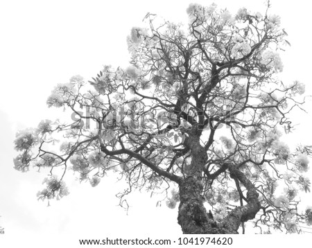 Black and white photo of trees and flowers in a white background in summer.