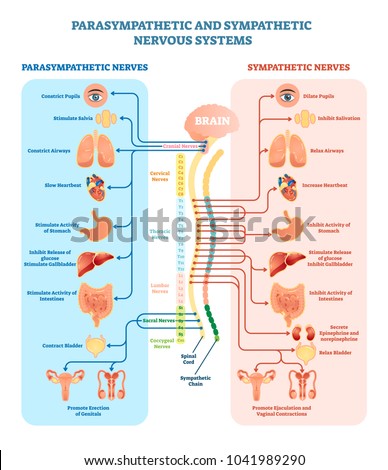 Human nervous system medical vector illustration diagram with parasympathetic and sympathetic nerves and  connected inner organs through brain and spinal cord. Educational information complete guide. Royalty-Free Stock Photo #1041989290