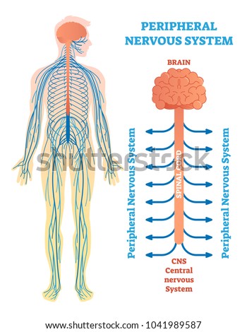 Peripheral nervous system, medical vector illustration diagram with brain, spinal cord and nerves. Educational scheme poster. Royalty-Free Stock Photo #1041989587
