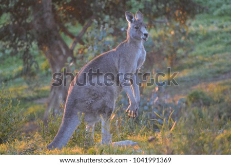 Kangaroo in the Wild
