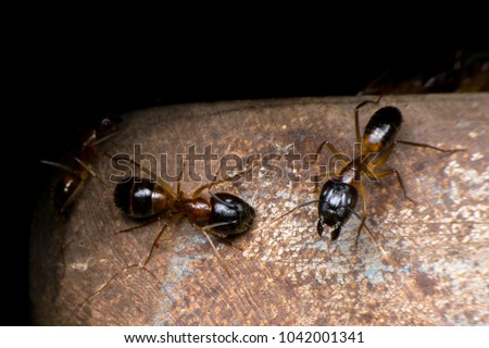  Formicidae,Winged ants,Camponotus pennsylvanicus ,Hymenoptera Royalty-Free Stock Photo #1042001341