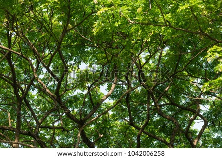 tree and leaf background texture
