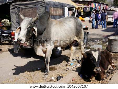 holy cows on the street, at a street market in the north of India