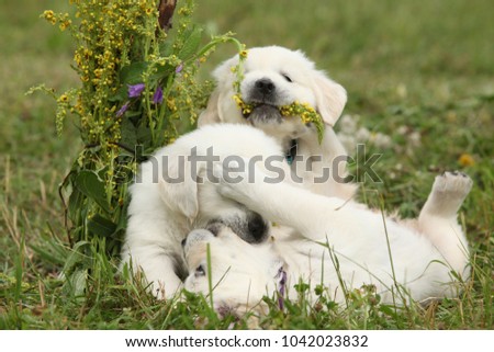 Three puppies of golden retriever playing together