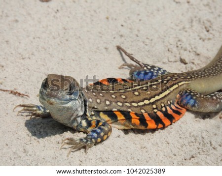 Lizard on the beach