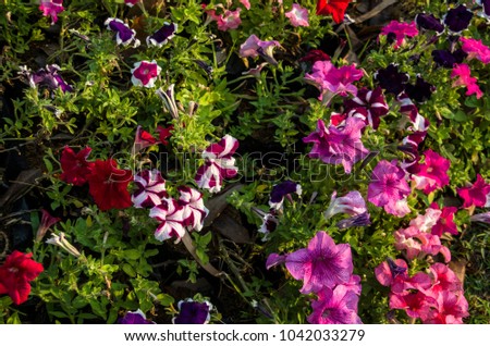 Colorful Of Pink,Purple,Red And White  Petunai Flowers Blooming In a Garden.