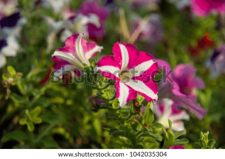 Close-Up Of Pink,Purple,Red And White  Petunai Flowers Blooming Outdoors.