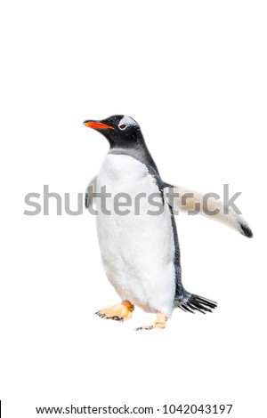 Close up of a gentoo penguin in Antarctica isolated on the white background