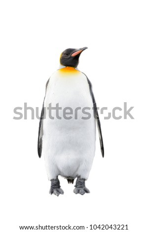 Portrait of a penguin on the South Pole isolated on the white background