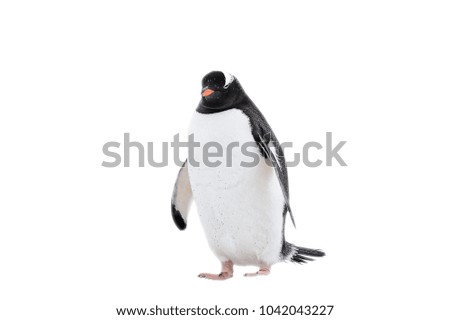Serious gentoo penguin isolated on the white background