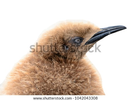 Baby penguin portrait with orange feathers isolated on the white background