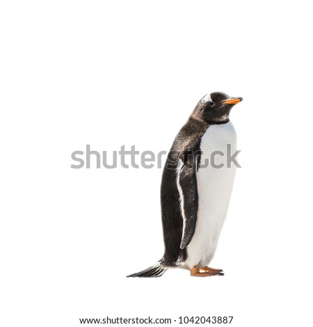 Gentoo penguin portrait isolated on the white background