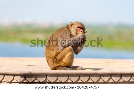 Wild street monkey in India