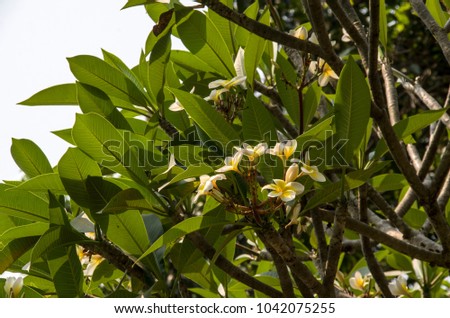 Close-Up Of White Plumaria, Frungipani Flowers Blooming Outdoors.