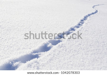 Footprints of the beast in the fresh snow