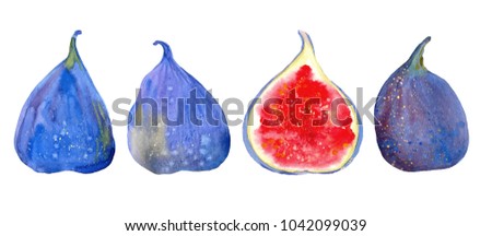 four juicy figs, watercolor illustration  on white background