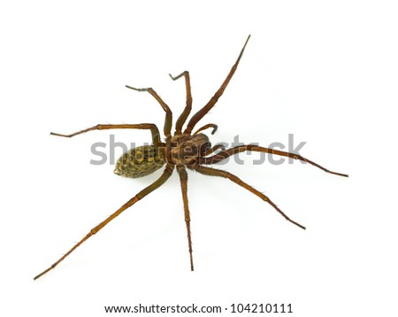 Hairy house spider (Tegenaria domesticus) on white background Royalty-Free Stock Photo #104210111