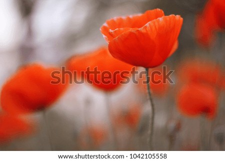 A lot of beautiful poppies (Papaver). Soft focus.