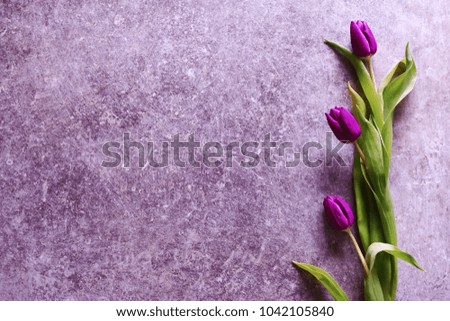 Three violet purple tulips on grunge background. Template for mother's, women's day or birthday greeting card with copy space for text.