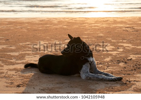 silhouette dog sit on beach sand