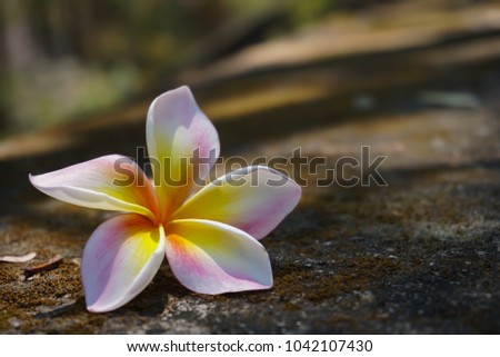picture of plumaria flower falled on the rockground selective focus