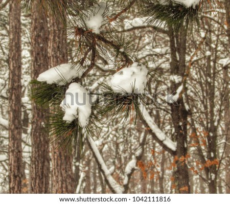 Pine needles  covered with snow