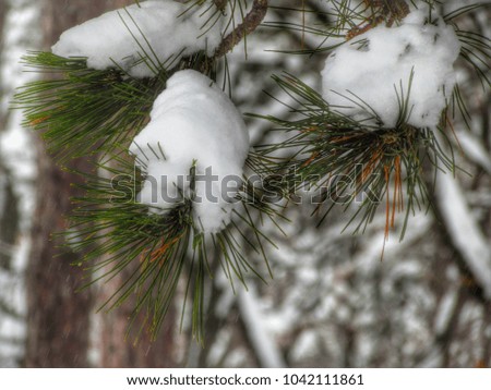 Pine needles  covered with snow