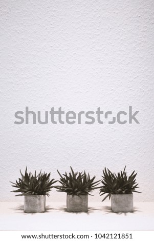 Vintage decoration background cactus and palms isolated botany simple interior style