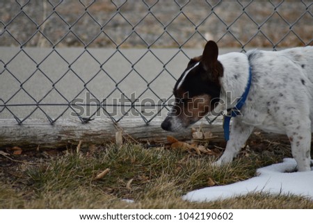White rat terrier dog walking along fence.