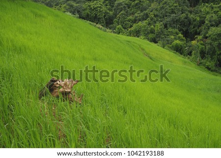 hillside rice field