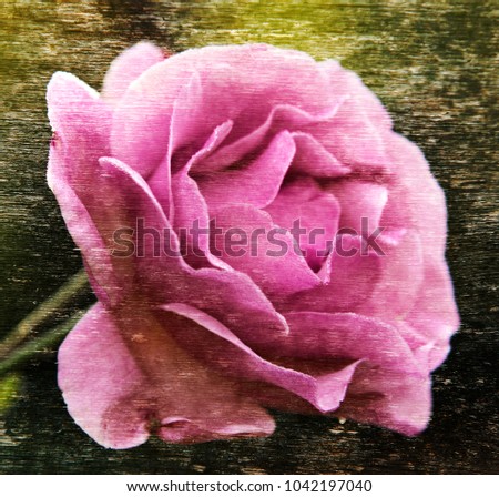 Rose, Rosa, Rosaceae