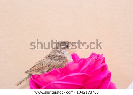 A baby sparrow bird on a pink flower.