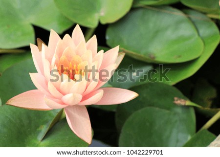 Pink lotus growth in big Jar Pottery, Aquatic plants,use garden Decor.