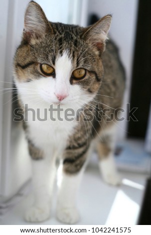 The cat, on the windowsill at full height, stands and looks carefully in sunny weather