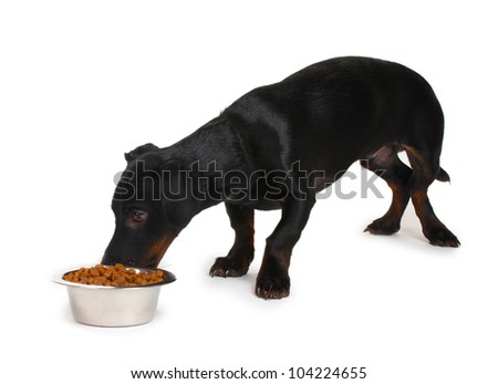 black little dachshund dog and food isolated on white