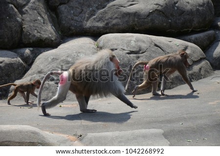 Wild Hamadryas baboon