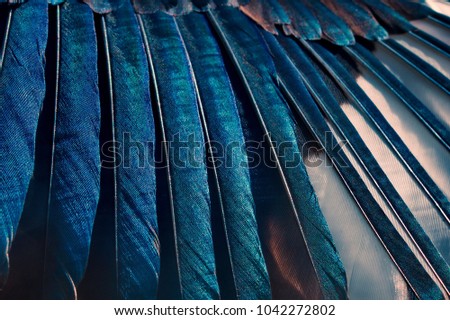 Close-up of black, white and iridescent feathers of european magpie. Bird feather texture. Beautiful multicolor feathers of european magpie as a background.