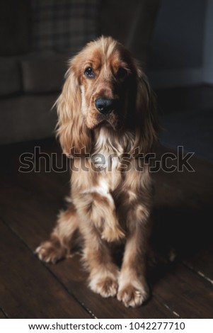 1 year old golden Cocker Spaniel dog sitting on a wooden floor