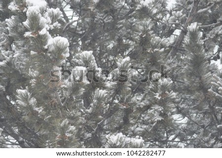 Blizzard fir tree.
