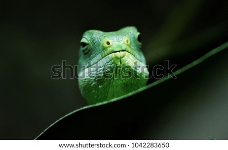 Green Lizard looking over a leaf