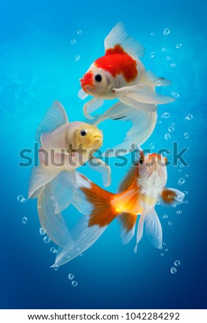 Three colorful aquarium fishes in fish tank,  carassius auratus on blue background, white red and yellow goldfish with bubbles, underwater scene