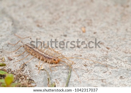 Scutigera coleoptrata (house centipede)