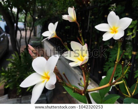 Closeup White frangipani flowers