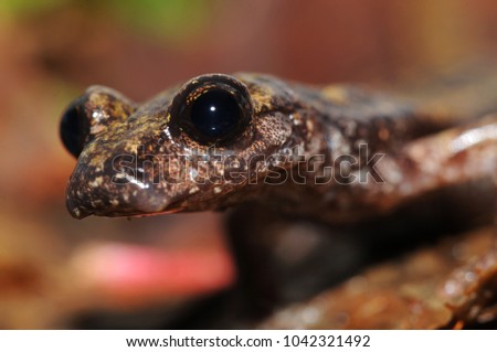 Speleomantes strinatii (strinati's cave salamander)