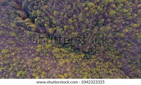 Autmn forest from the sky