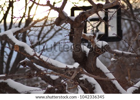 Winter fruit trees and basketball hoop at sunset.